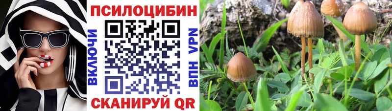 Псилоцибиновые грибы Cubensis дарк нет Telegram Новоалександровск мега ONION
